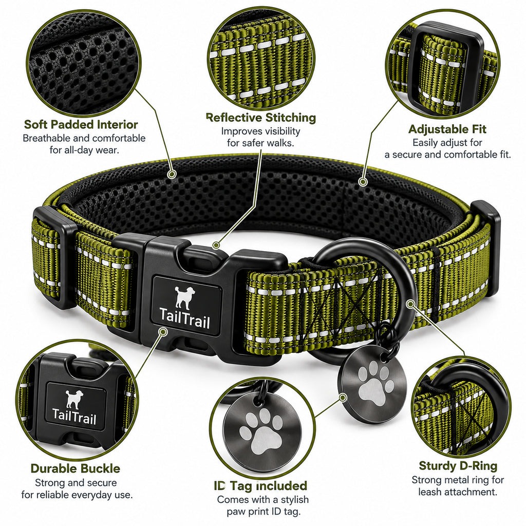 Everyday Collar with ID Tag